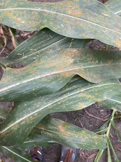 Orange southern rust spores and pustules on corn leaves.