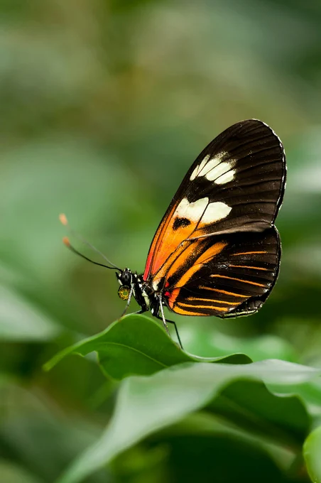Close-up of a Heliconius butterfly with vibrant wings perched on a green leaf.