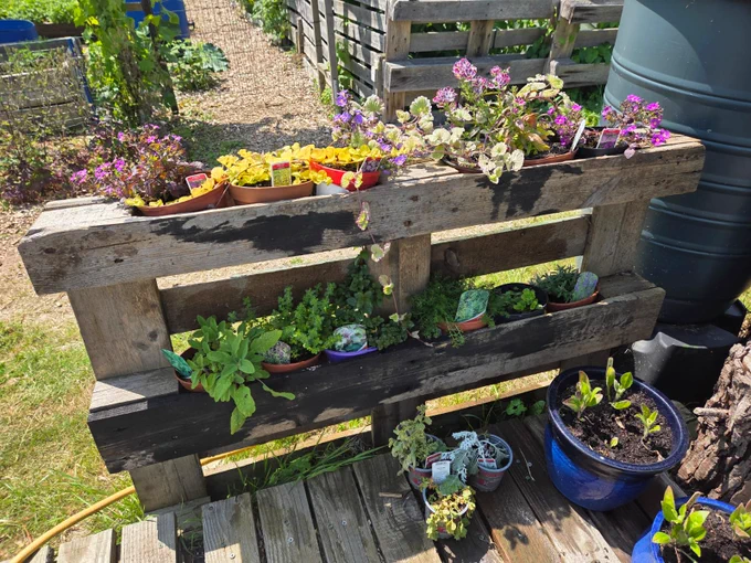 A variety of colorful flowers and plants arranged in pots on a repurposed wooden pallet, used as a makeshift garden planter, in a sunny outdoor setting.