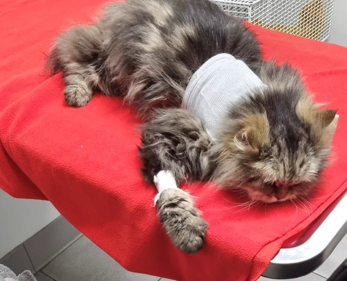 The image is of a cat, lying on a table at a veterinary surgery. There is a red blanket underneath the cat. The cat is wearing a white bandage around its body. 