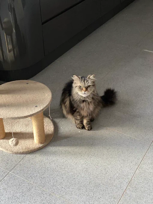 The image is of a cat, sitting next to a cat scratching post.