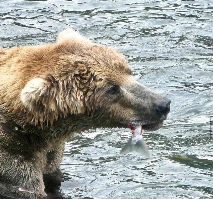 A bear with salmon tail hanging out of mouth