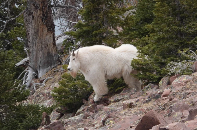 A large mountain goat standing on a rocky slope.
