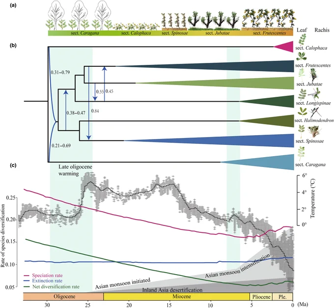 Evolutionary history and adaptive mechanism of Caragana.