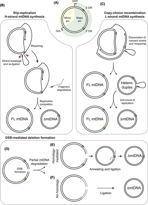 Mechanisms of mtDNA deletion formation.