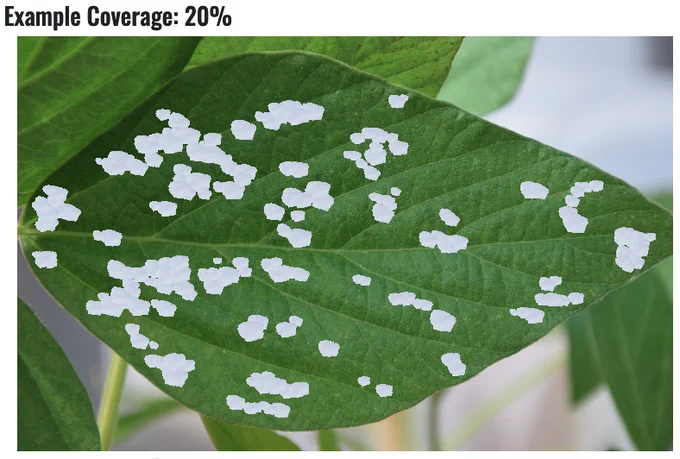 Soybean leaf with 20 percent defoliation. 