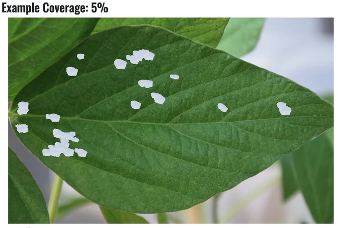 Soybean leaf with 5 percent defoliation. 