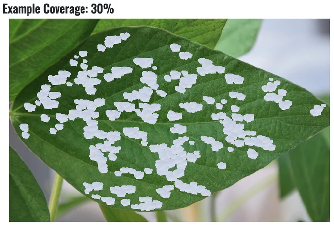 Soybean leaf with 30 percent defoliation. 