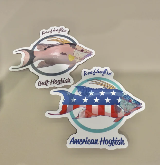 Gulf hogfish and American hogfish stickers for sale at Reefhorse.