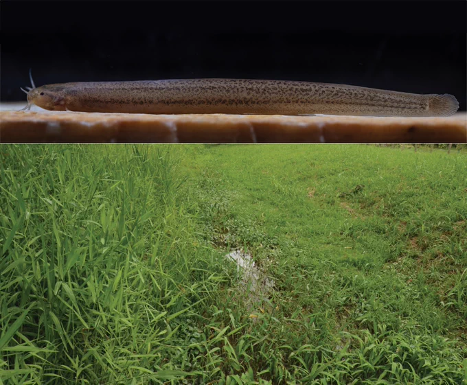 Costa WJEM, Feltrin CRM, Mattos JLO, Vilardo PJ, Katz AM (2025) Relationships of a new fossorial Microcambevinae catfish species from southern Brazil supporting multiple dorsal-fin losses in 𝐿𝑖𝑠𝑡𝑟𝑢𝑟𝑎 (Siluriformes, Trichomycteridae). Zoosystematics and Evolution 101(3): 1177-1185. https://doi.org/10.3897/zse.101.139205