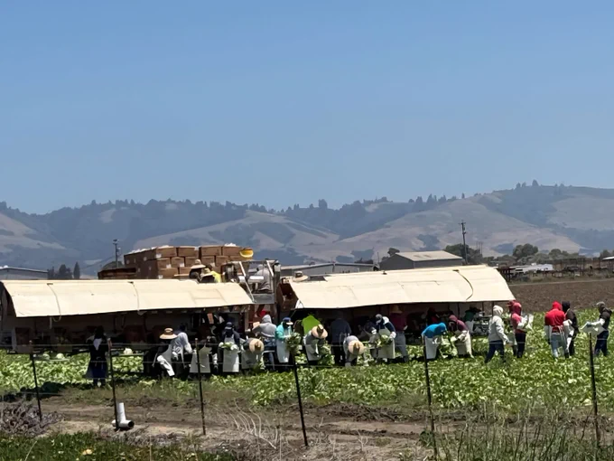 Workers harvesting watermelons