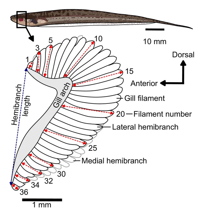 Crampton, W. G. R., Pathak, L. B., Janzen, F. H., Waddell, J. C., & Lovejoy, N. R. (2025). Gill evolution in Neotropical electric fishes: Comparative phylogenetic evidence for hypoxia-driven adaptation. Functional Ecology, 00, 1–17. https://doi.org/10.1111/1365-2435.70081