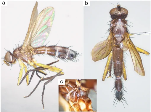 𝘋𝘰𝘭𝘪𝘤𝘩𝘰𝘱𝘭𝘦𝘴𝘪𝘯𝘢 𝘦𝘭𝘦𝘨𝘢𝘯𝘵𝘪𝘴𝘴𝘪𝘮𝘢 Cerretti gen. et sp. n., a very elegant new genus and species of bristle fly from Kenya