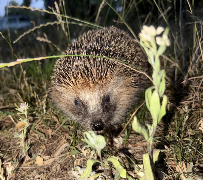 Ein Igel der direkt in die Kamera guckt..