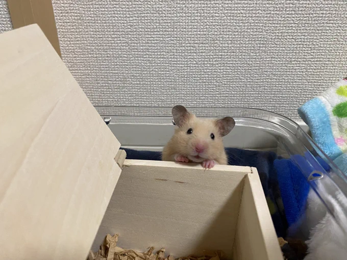 ベビチロさん