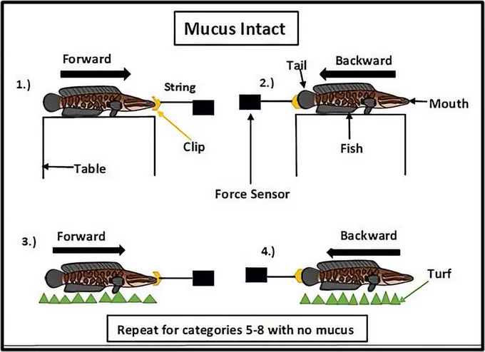 Francis Lopez-Chilel, Noah Bressman, Terrestrial Friction-Reducing Properties of Mucus and Scale Anisotropy in the Amphibious Northern Snakehead (Channa argus), Integrative and Comparative Biology, 2025;, icaf002, https://doi.org/10.1093/icb/icaf002