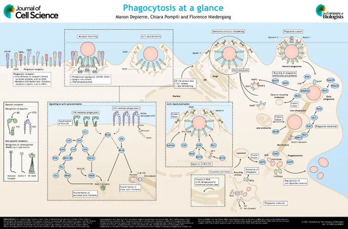 JCS poster - Phagocytosis at a glance