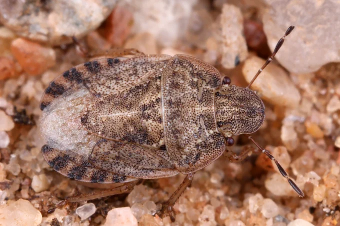 Vairogblakts Sciocoris macrocephalus