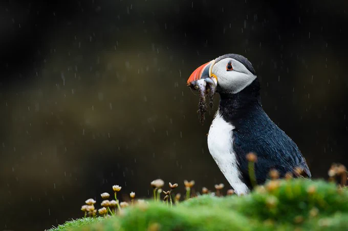 A puffin sits on lush green grass, amongst small brown flowers. The puffin faces the left of the image, and has a beak full of sandeels. The background is dark.