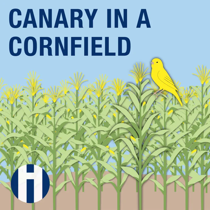 Canary In A Cornfield. Includes image of a cornfield with a yellow canary perched on a stalk. 