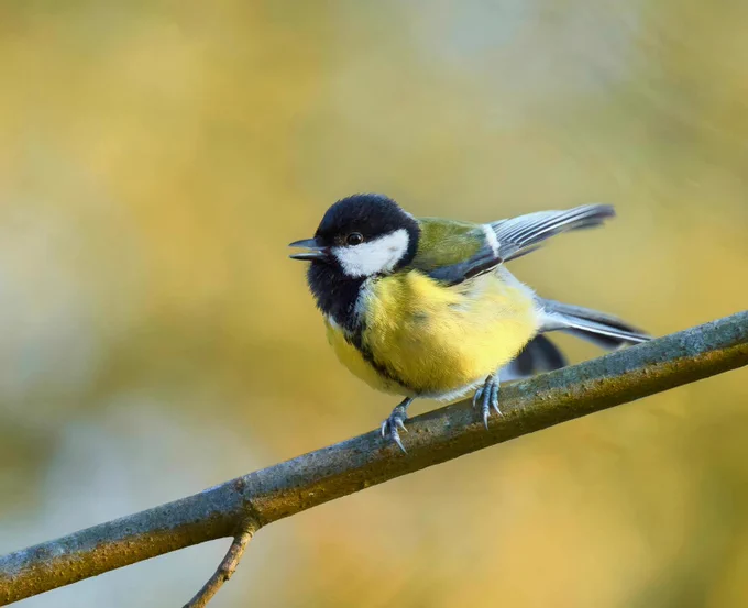 Photo of a bird on a branch with beak open
