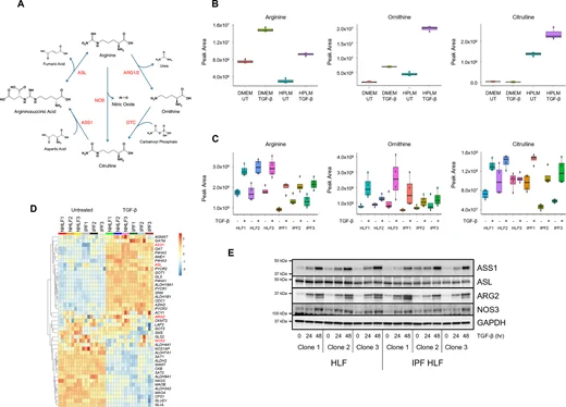 TGF-β increases expression of arginine metabolic enzymes and intracellular levels of arginine in human lung fibroblasts (HLFs).