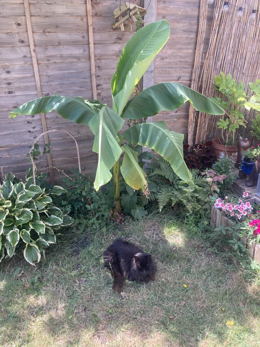 A banana plant with cat underneath.