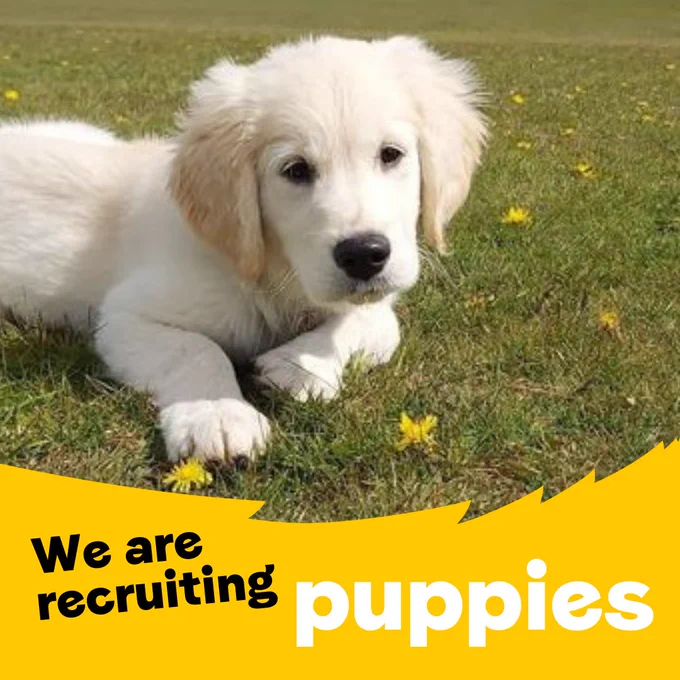 A Golden Retriever puppy laying on the grass with overlaying text that says 'we are recruiting puppies'.