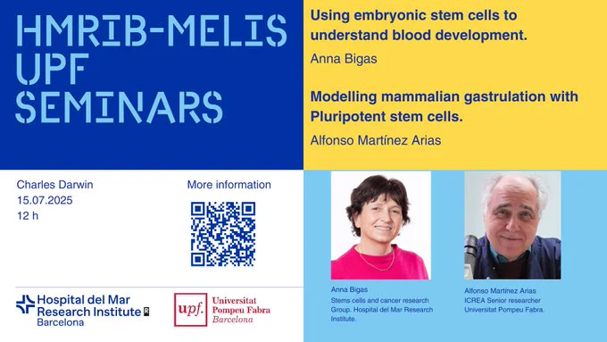 We invite you to the next Hospital del Mar Research Institute /MELIS UPF Seminar that will take place on Tuesday 15/07/2025 at 12:00h in the Charles Darwin Room. The seminar will consist of two talks, one by Anna Bigas, Stems cells and cancer research Group. Hospital del Mar Research Institute with the title "Using embryonic stem cells to understand blood development" and the other by Alfonso Martinez Arias, ICREA Senior researcher Universitat Pompeu Fabra under the title "Modelling mammalian gastrulation with Pluripotent stem cells."