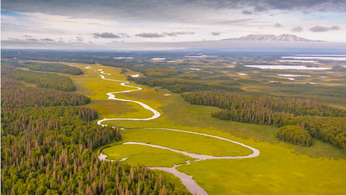 River running through wetlands surrounded by dense forest. 