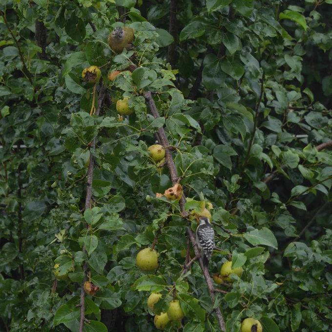 Unusual #pair on the #peartree #Woodspecker
#ScalybelliedWoodpecker #BrownFrontedWoodpecker
#BirdBehaviour #BirdsSeenIn2025 #birds #Birder #IndiAves #BirdsofUttarakhand


