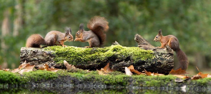Three red squirrels sitting on a log