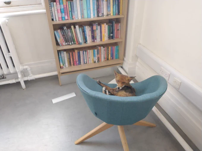 A fox sat on a chair in Twickenham Library