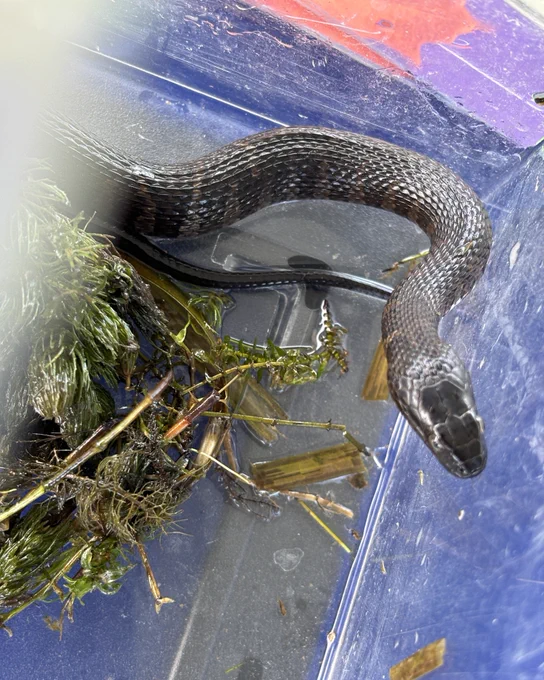 A watersnake in a clear plastic display box with marsh vegetation and water surrounding it.