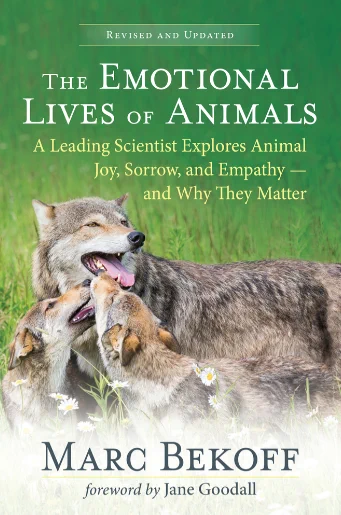 A book cover featuring a picture of three grey wolves, potentially a parent and offspring, greeting each other. At the top the text says: “Revised and Updated.” Below, the title: “The Emotional Lives of Animals. A Leading Scientist Explores Animal Joy, Sorrow, and Empathy — and Why They Matter.” At the bottom, Marc Bekoff is listed as the author, with a foreword by Jane Goodall. 