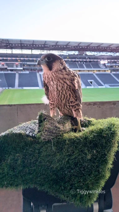 Peregrine Falcon