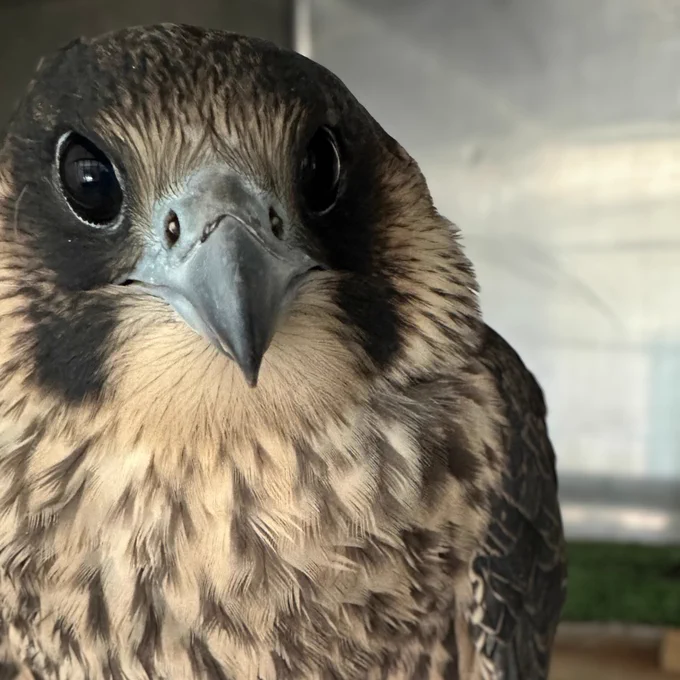 Peregrine Falcon rescued