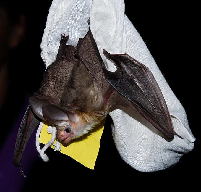 A bat handing from a white cloth bag.