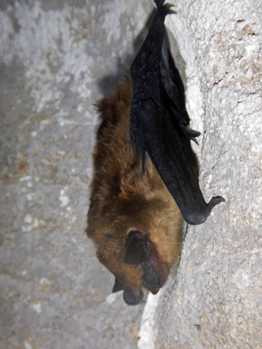 A bat hanging from a vertical rock face.