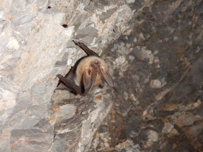 A bat crawling up a rock.
