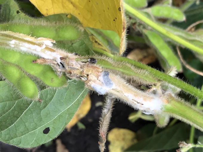 White mold symptoms and signs on a soybean stem. 