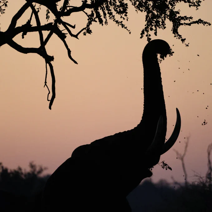 Golden hour graze — a gentle giant enjoys a quiet sunset snack
Photo by Sophia Rojas