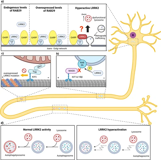 LRRK2’s effect on axonal transport.
