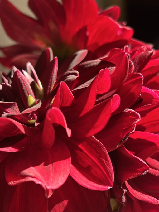 Sunshine on a dark red dahlia flower