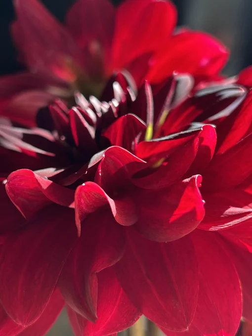 Sunshine on a dark red dahlia flower