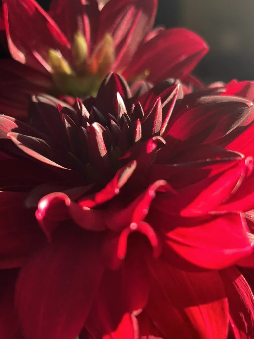 Sunshine on a dark red dahlia flower