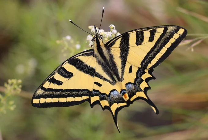 Southern Swallowtail (Papilio alexanor) © Clive Burrows