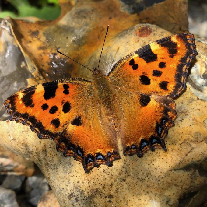 Large Tortoiseshell (Nymphalis polychloros) © Clive Burrows