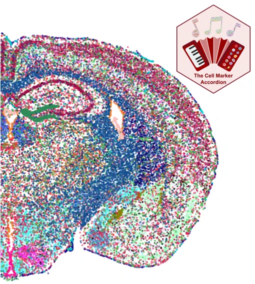Cell Marker Accordion: annotation and interpretation of spatial omics data