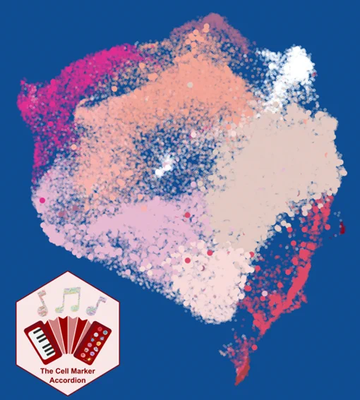 Cell Marker Accordion: annotation and interpretation of single-cell data